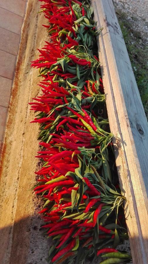 Sonnellino In Maremma Villa Маса Маритима Екстериор снимка