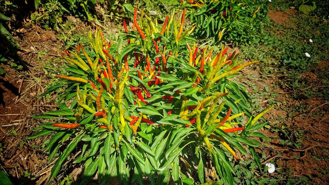 Sonnellino In Maremma Villa Маса Маритима Екстериор снимка